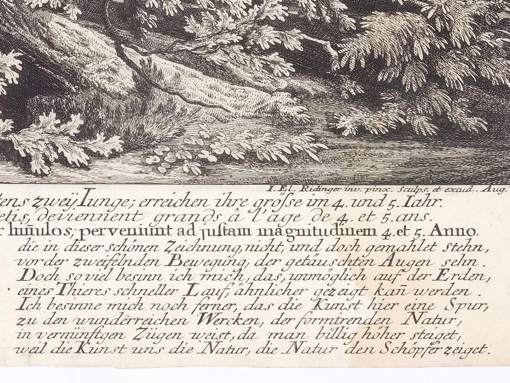 Johann Elias Ridinger (1698–1767) - Obrázek 5